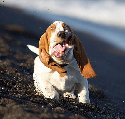 Basset Hounds Running