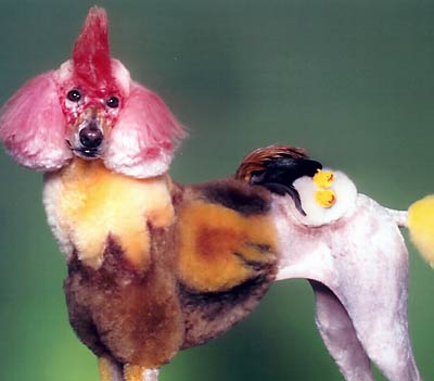 Creative Grooming Image 1