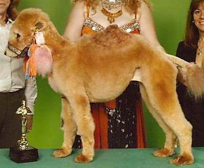 Creative Grooming Image 3