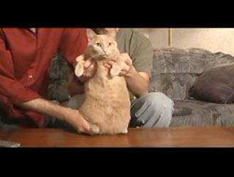 Engineers Guide To Cats 3 image