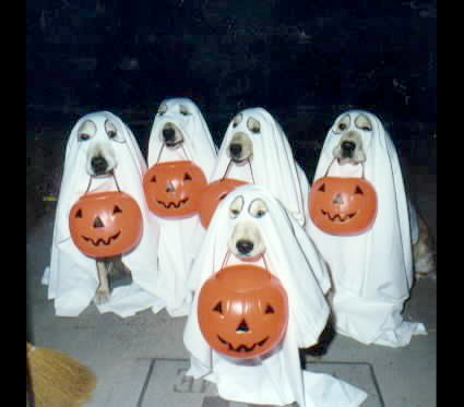 Halloween Dogs Image 3