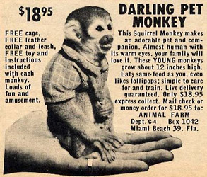 Mail Order Monkey image