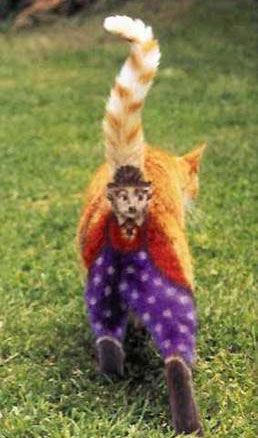 Painted Cat Ass image