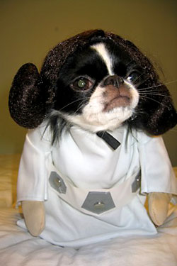 Halloween Pets 10 image