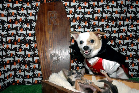 Halloween Pets 7 image
